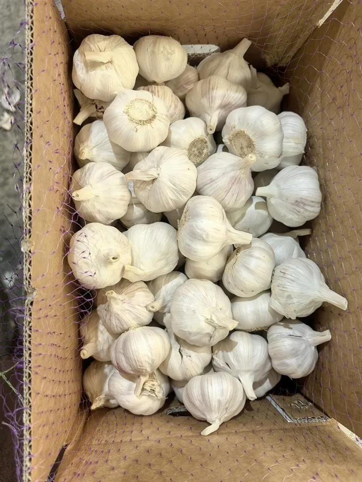 Nice Bulk Garlic Nice Bulk Garlic