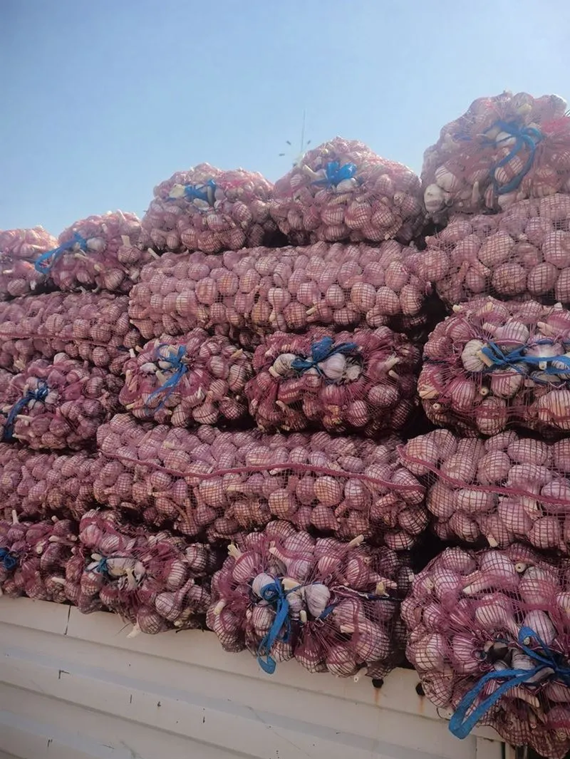 2025 نیا لہسن