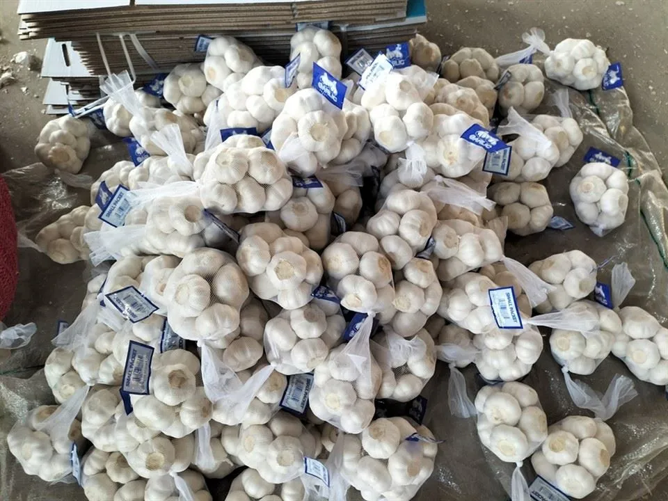 نیٹ جیب لہسن