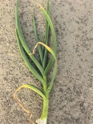 2025 کا نیا لہسن اچھی طرح سے بڑھ رہا ہے