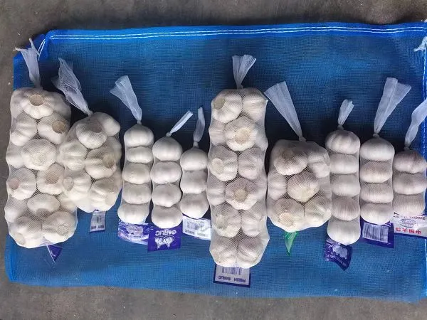 5۔{1}}سینٹی میٹر لہسن