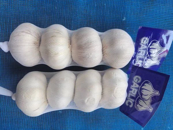 4.5 سینٹی میٹر لہسن